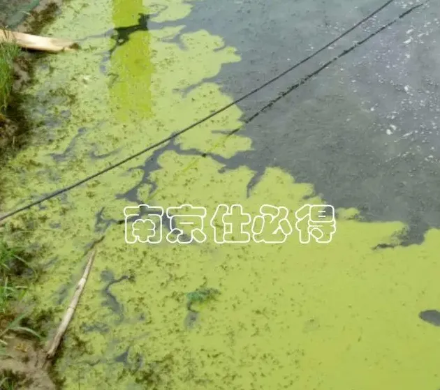 你见过五月份河蟹塘里的蓝藻吗？