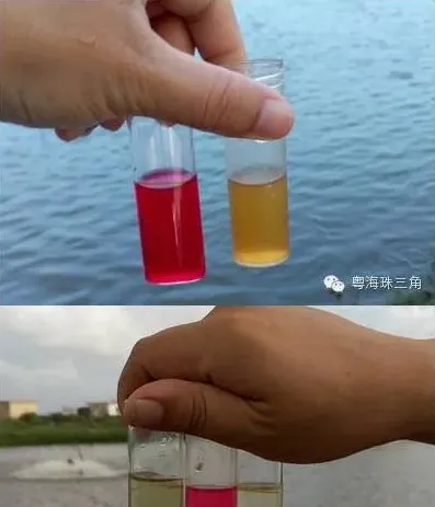 广东珠海地区海鲈鱼诺卡氏病菌处理方法分享