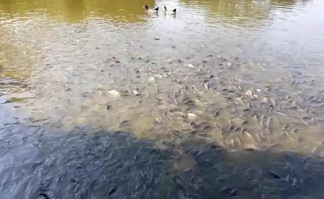 罗非鱼吃料少及死亡案例分析处理方法