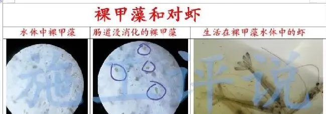 如果底改没有针对性，养殖户可能就是在白花钱、做无用功！