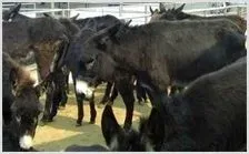 肉驴的介绍 | 动物养殖技术