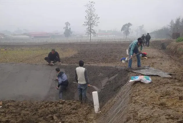 养泥鳅池塘如何防渗漏？老司机教你怎么做，花钱少，效果好！