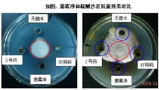 水霉病的发生原因与防治方法