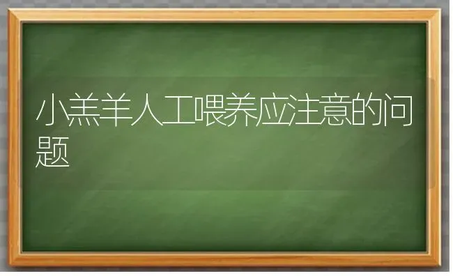 小羔羊人工喂养应注意的问题 | 家畜养殖