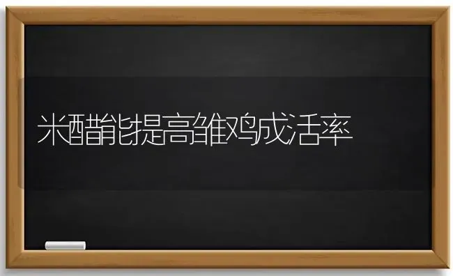 米醋能提高雏鸡成活率 | 家禽养殖