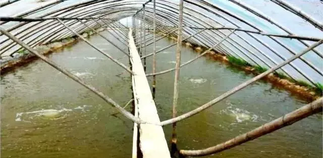 虾多宝在小棚南美白对虾养殖过程中的应用