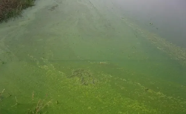 【淡水鱼专题】高温天气，鱼缺氧吃食差怎么办？