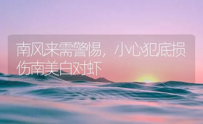 南风来需警惕，小心犯底损伤南美白对虾 | 海水养殖