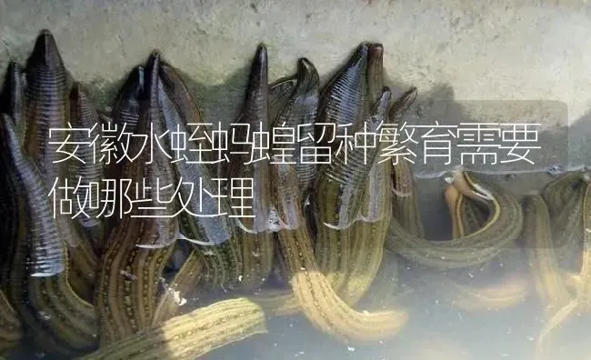 安徽水蛭蚂蝗留种繁育需要做哪些处理 | 特种养殖