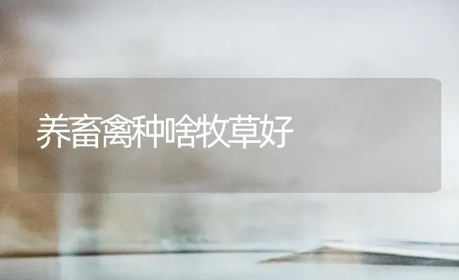 养畜禽种啥牧草好 | 家禽养殖