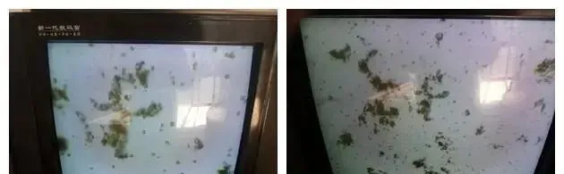 虾多宝在小棚南美白对虾养殖过程中的应用