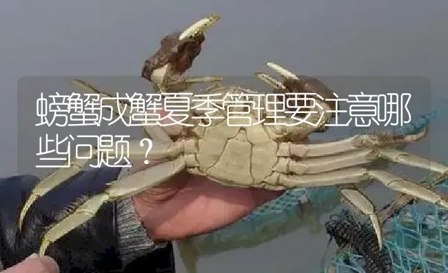 螃蟹成蟹夏季管理要注意哪些问题？ | 淡水养殖