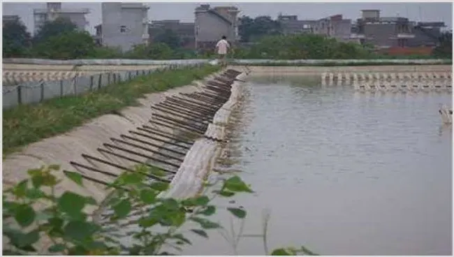 甲鱼的池塘养殖技术 | 动物养殖技术