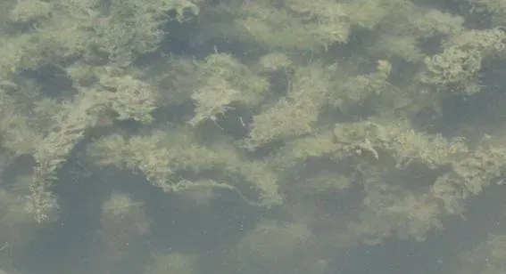 河蟹塘5月份水浑草脏的原因及处理建议