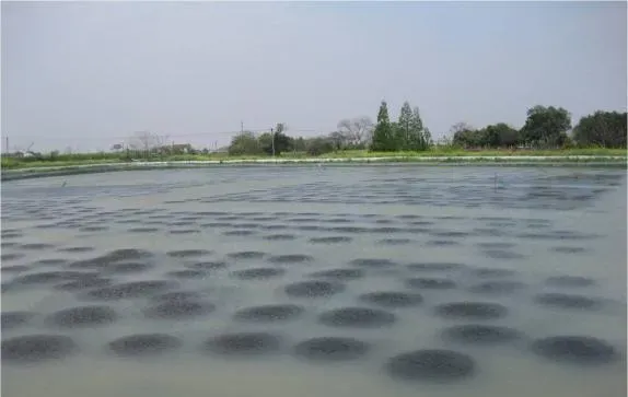 河蟹塘5月份水浑草脏的原因及处理建议