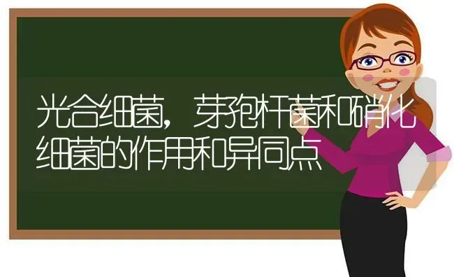 光合细菌，芽孢杆菌和硝化细菌的作用和异同点 | 动物养殖百科