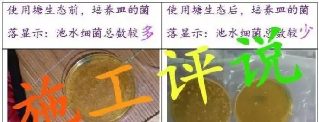 什么是弧菌？弧菌怎么致病？弧菌病怎么治？