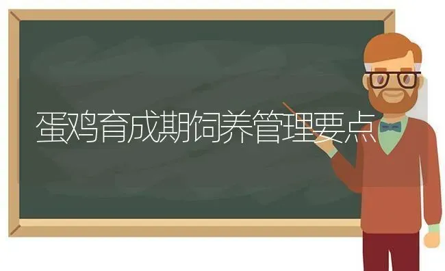 蛋鸡育成期饲养管理要点 | 家禽养殖