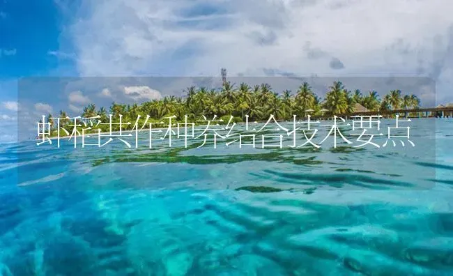 虾稻共作种养结合技术要点 | 海水养殖