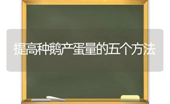 提高种鹅产蛋量的五个方法 | 家禽养殖