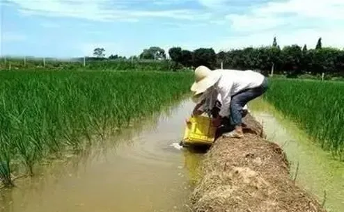 饲养稻田龙虾的技术要点