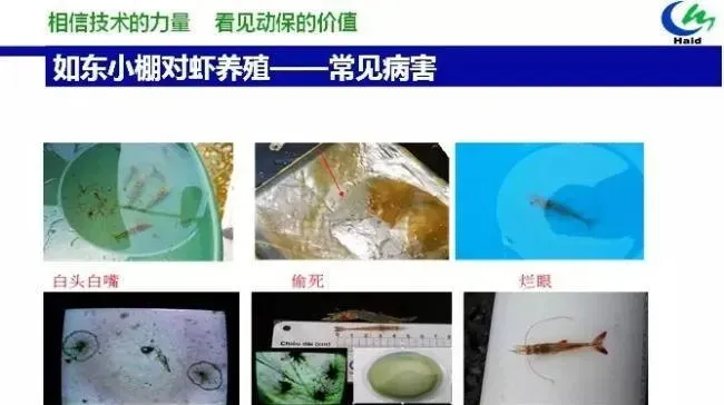 虾多宝在小棚南美白对虾养殖过程中的应用