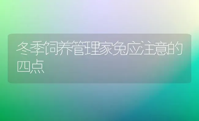 冬季饲养管理家兔应注意的四点 | 家畜养殖