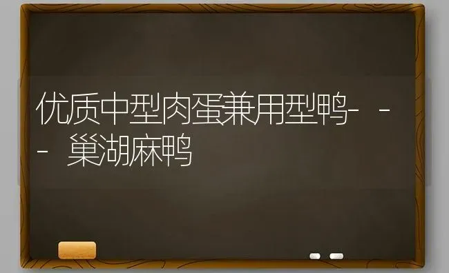 优质中型肉蛋兼用型鸭---巢湖麻鸭 | 家禽养殖