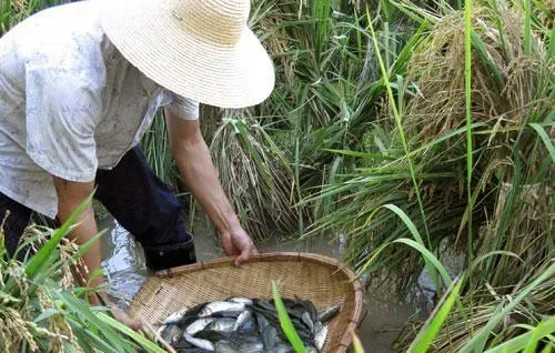 稻田综合种养技术之稻鱼共作模式介绍