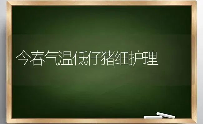 今春气温低仔猪细护理 | 家畜养殖