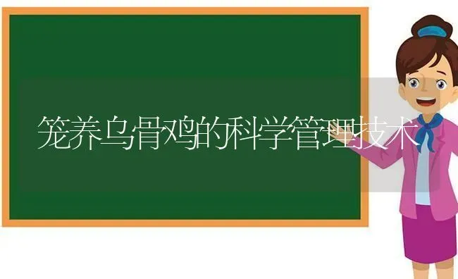 笼养乌骨鸡的科学管理技术 | 家禽养殖