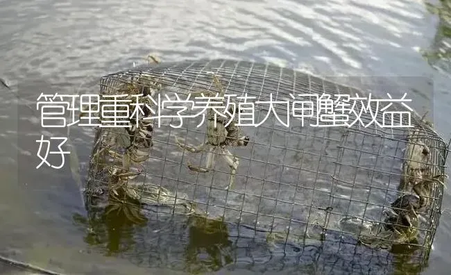 管理重科学养殖大闸蟹效益好 | 淡水养殖