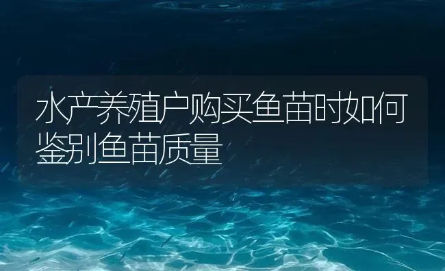 水产养殖户购买鱼苗时如何鉴别鱼苗质量 | 淡水养殖