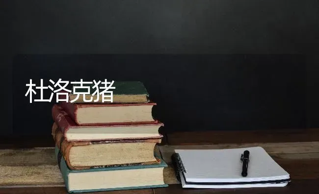 杜洛克猪 | 家畜养殖