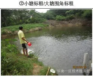 海大罗非鱼苗种网箱和池塘标粗方案