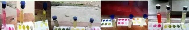 虾多宝在小棚南美白对虾养殖过程中的应用