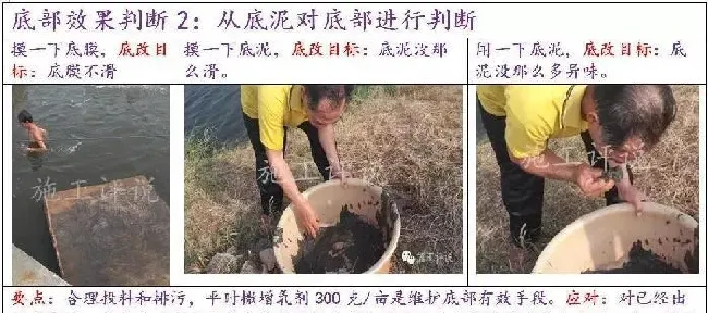 如果底改没有针对性，养殖户可能就是在白花钱、做无用功！