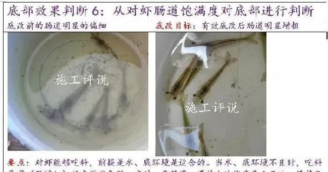 如果底改没有针对性，养殖户可能就是在白花钱、做无用功！