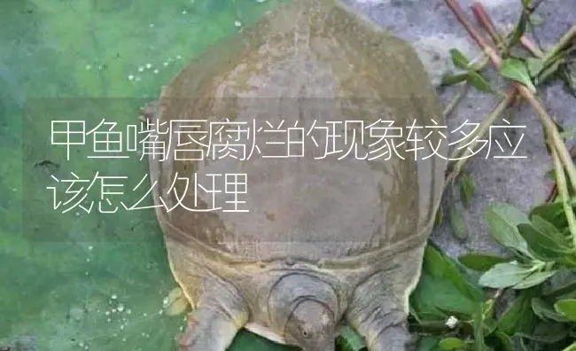甲鱼嘴唇腐烂的现象较多应该怎么处理 | 淡水养殖
