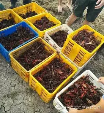 湖北潜江一位小龙虾养殖户成功经验分享