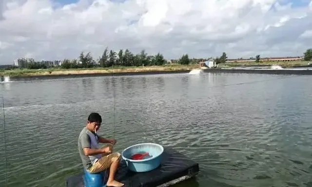 尾茬对虾养殖，其实，简单的重复用药便是成功！