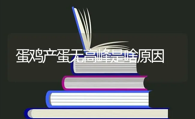 蛋鸡产蛋无高峰是啥原因 | 家禽养殖