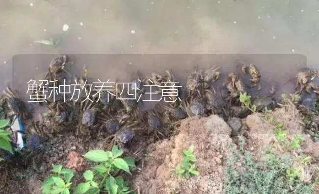 蟹种放养四注意 | 淡水养殖