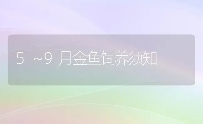 5～9月金鱼饲养须知 | 淡水养殖