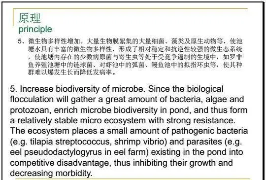 江兴龙教授谈池塘生物膜低碳养殖技术