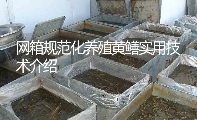 网箱规范化养殖黄鳝实用技术介绍 | 淡水养殖