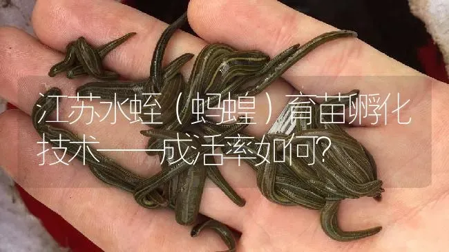 江苏水蛭（蚂蝗）育苗孵化技术——成活率如何？ | 特种养殖