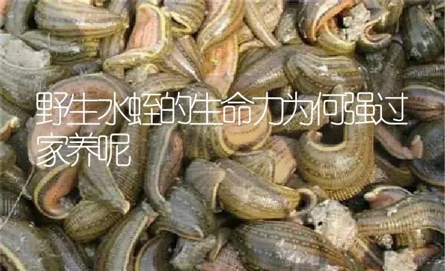 野生水蛭的生命力为何强过家养呢 | 特种养殖