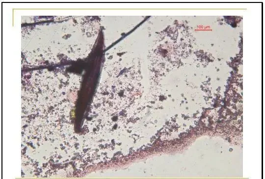 江兴龙教授谈池塘生物膜低碳养殖技术