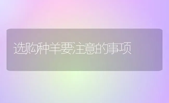 选购种羊要注意的事项 | 家畜养殖